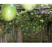 Buah Markisa segar/ Fresh Passion Fruits Var.Flavicarpa