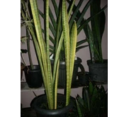 Sansevieria FLH 13 Varigata 3 ( Terjual)