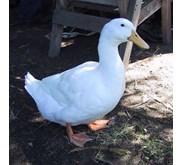 menjual bebek peking hidup/ konsumsi