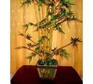 9. Pohon Cantikranting Bambu
