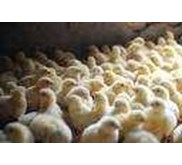 DOC( DAY OLD CHICKS)