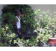 Arabicum Giant Size ( only for Bali)