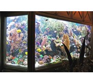 Jasa Setting & Perawatan Aquarium di Bali