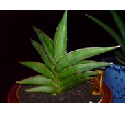 S.Samurai Dwarf gede