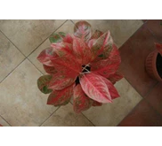 The Red