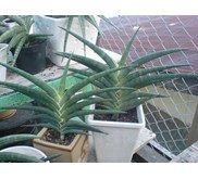 S.SUFRUTICOSSA BLACK