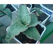 S.Silver Blue induk B
