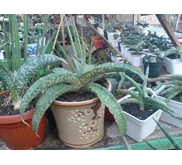 S.Hawaian star roset