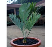 Encephalartos Eugene Maraisii