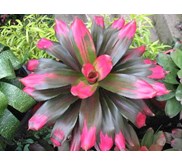 bromelia pink greac