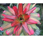 bromelia daun