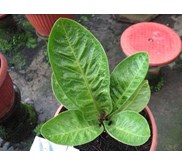 jem mangkok curly