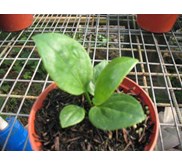cobra biji varigata garis