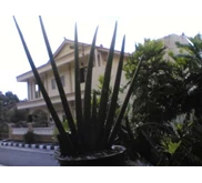 Sansevieria ' Patula Sky line'