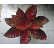 RED TIARA