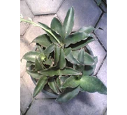 Sansevieria Subspicata rumpun