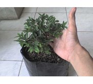 Bibit Jaboticaba 15-20cm