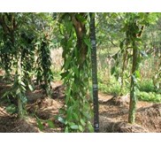 * * * * * vanilla / vanili planifolia andrews* * * * * *