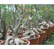 Adenium bonggol jawa grafting