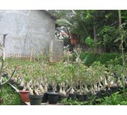 Adenium obesum grafting klas A