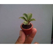 s concinna super mini size