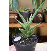S. suffruticosa ' frosty spears'