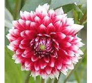 Bunga Dahlia