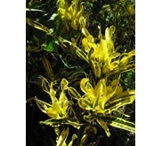 PURING KUNING