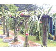 tanaman buah naga jual bibit buah naga jual benih buah naga dragon fruit merah kuning super red putih