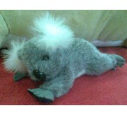 koala 3