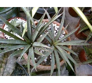 Sansevieria Aethiopica ' blue'