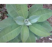 DAUN SEMBUNG