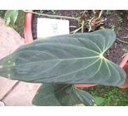anthurium spesies