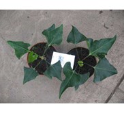 anthurium bintang kejora hybrid