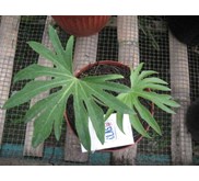 anthurium phodopilum