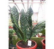 anthurium superboom