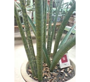 S> ROXBURGIANA induk