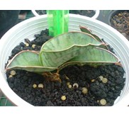 S.Sp.Somalia silver