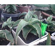 S.BLUE LEAF remaja