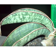 S.SCHIMITANNIFORMIS DJURU MOUNTAIN