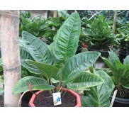 anthurium obelixsum