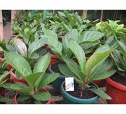 jemani obral Rp. 100.000