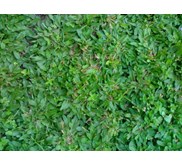 Rumput gajah mini