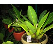 pilo katak per daun 25rb