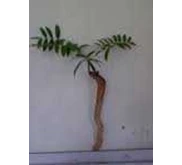 hasil tumbuhan