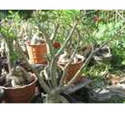 Adenium grafting bunga maroon star + laviosa