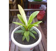 Jemanii Varigata