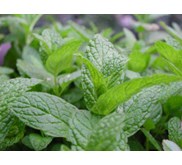 Daun Mint/ Menta