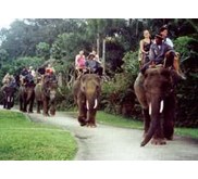 BALI ELEPHANT RIDE, WISATA NAIK GAJAH DI PULAU BALI