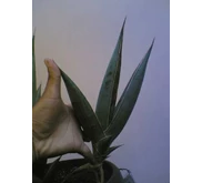 Sansevieria Pinguicula child 10